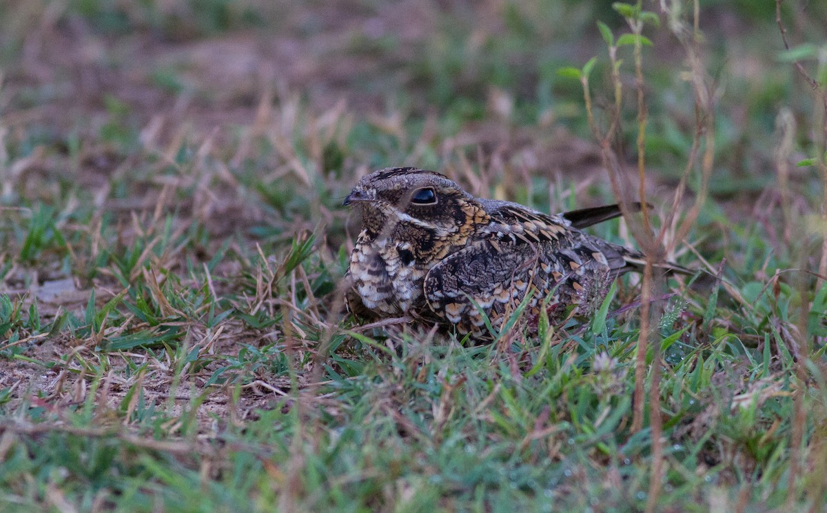 Indian Nightjar - ML614821699