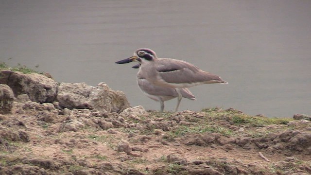 Great Thick-knee - ML614821745