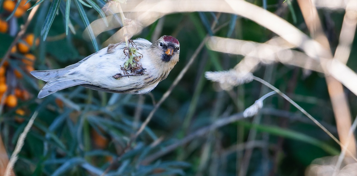 Common Redpoll (flammea) - ML614821809