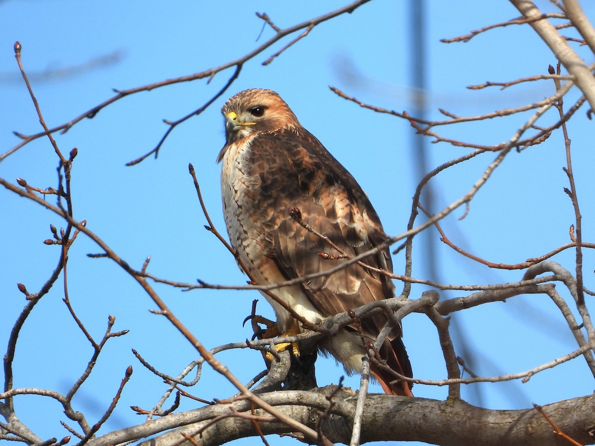 Red-tailed Hawk - ML614821888