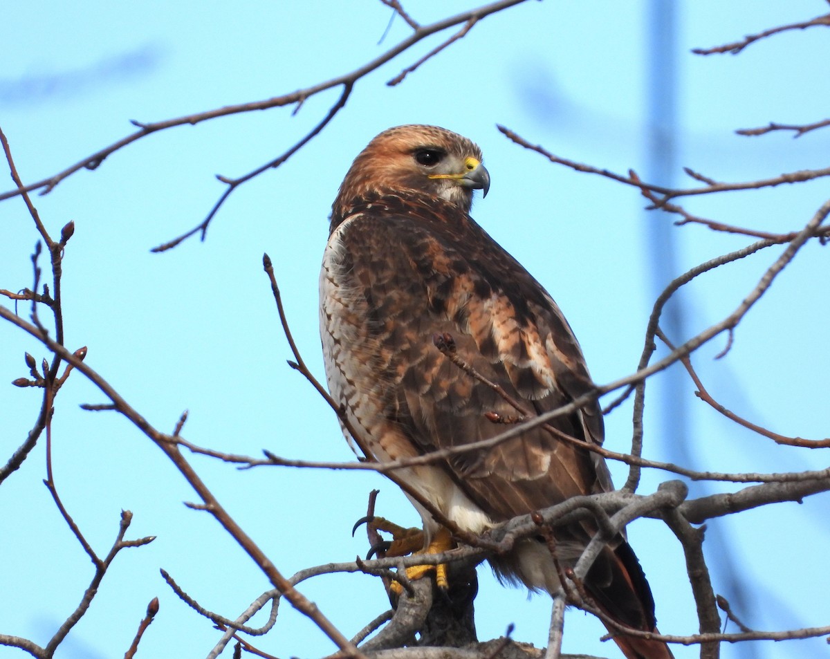 Red-tailed Hawk - ML614821893