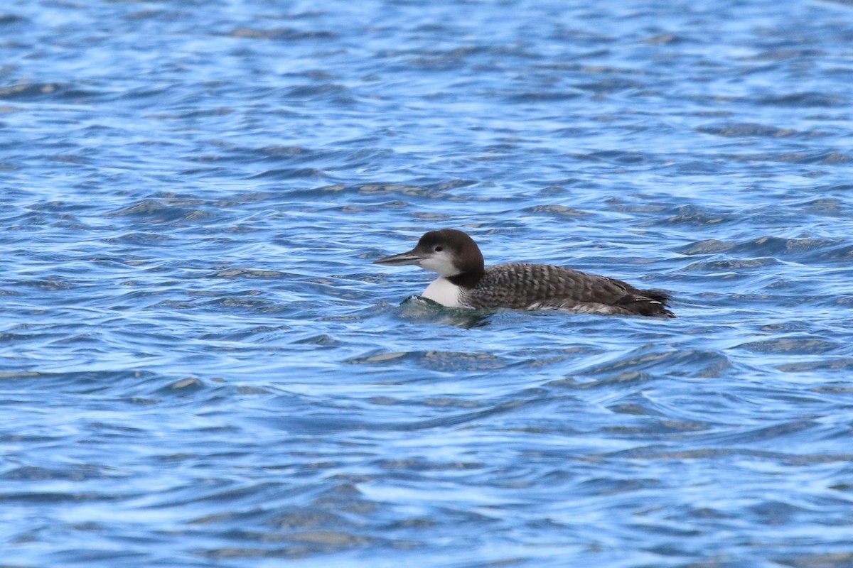 Plongeon huard - ML614821894