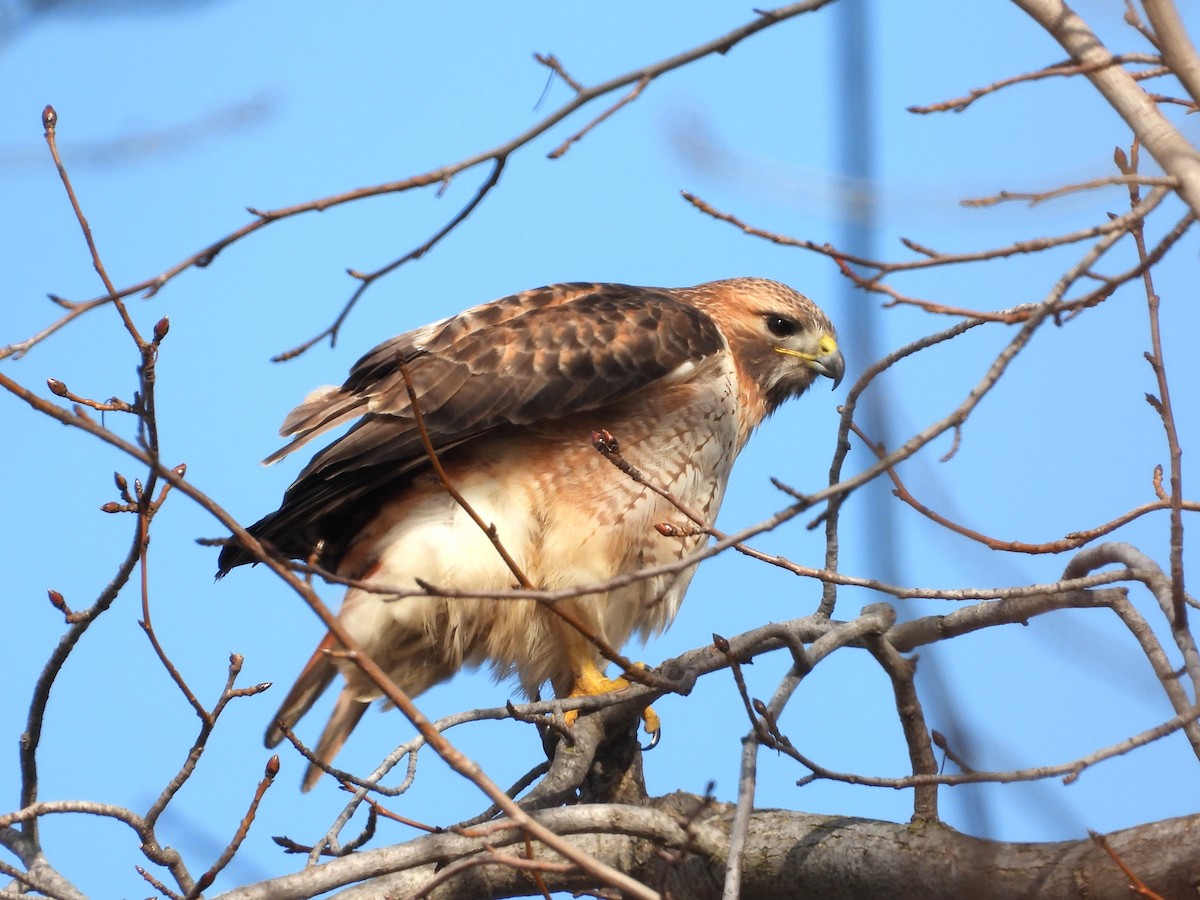 Red-tailed Hawk - ML614821897