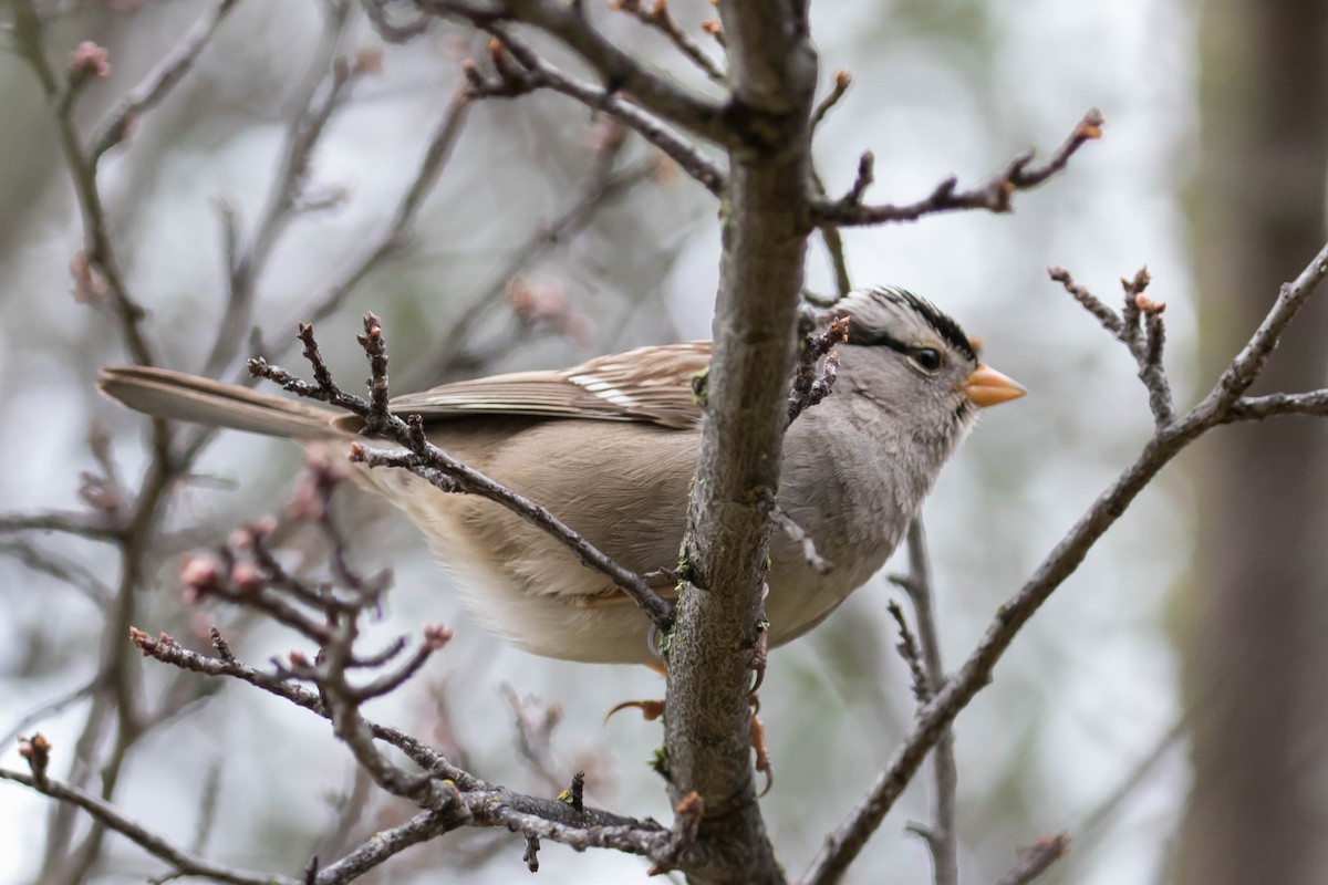 White-crowned Sparrow (Gambel's) - ML614821941