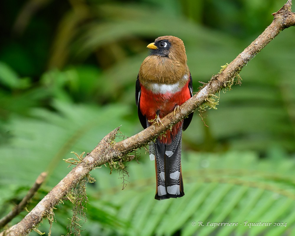 Masked Trogon - ML614821992