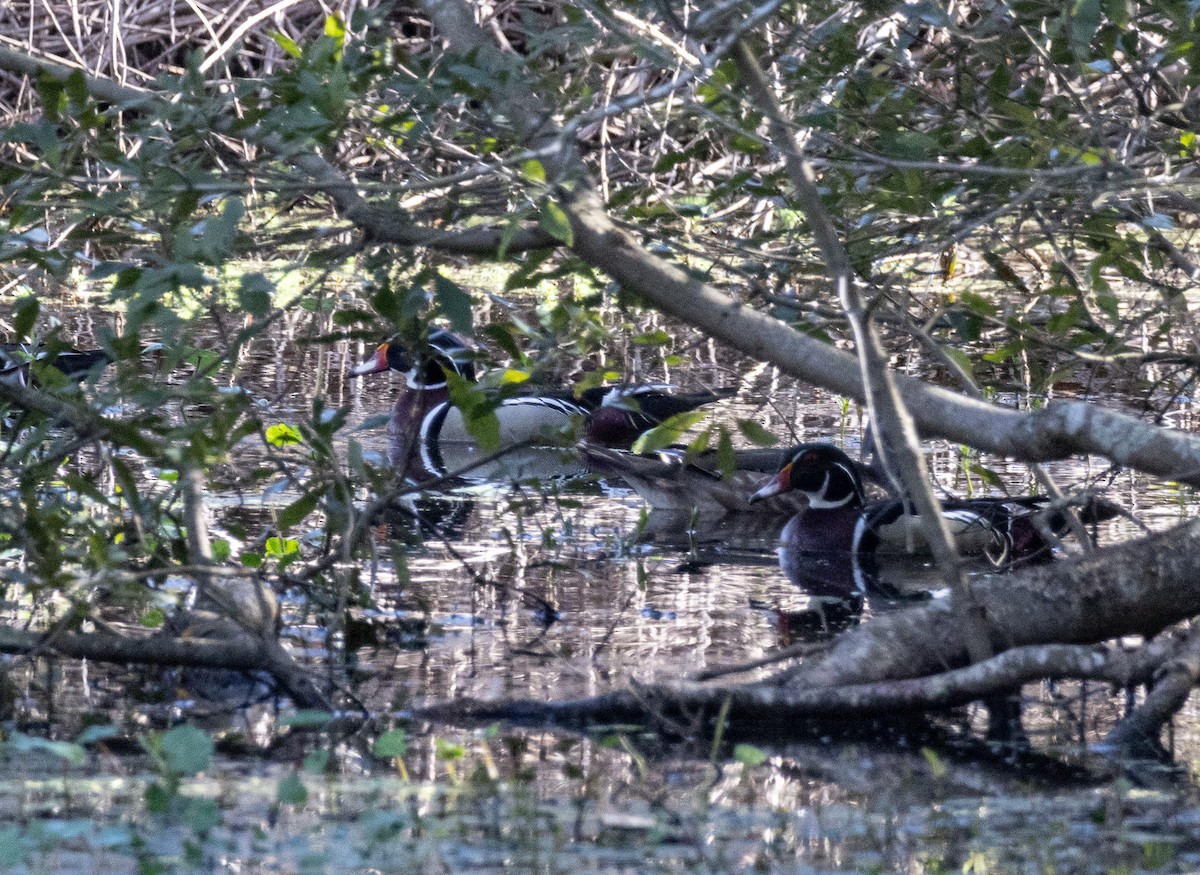 Wood Duck - ML614822034