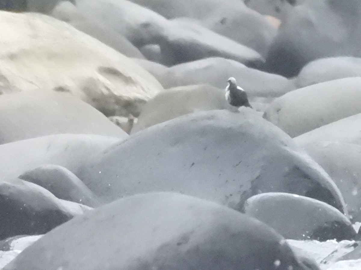 White-capped Dipper (White-bellied) - Buck Lee