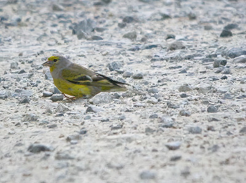 Citril Finch - Eric Francois Roualet