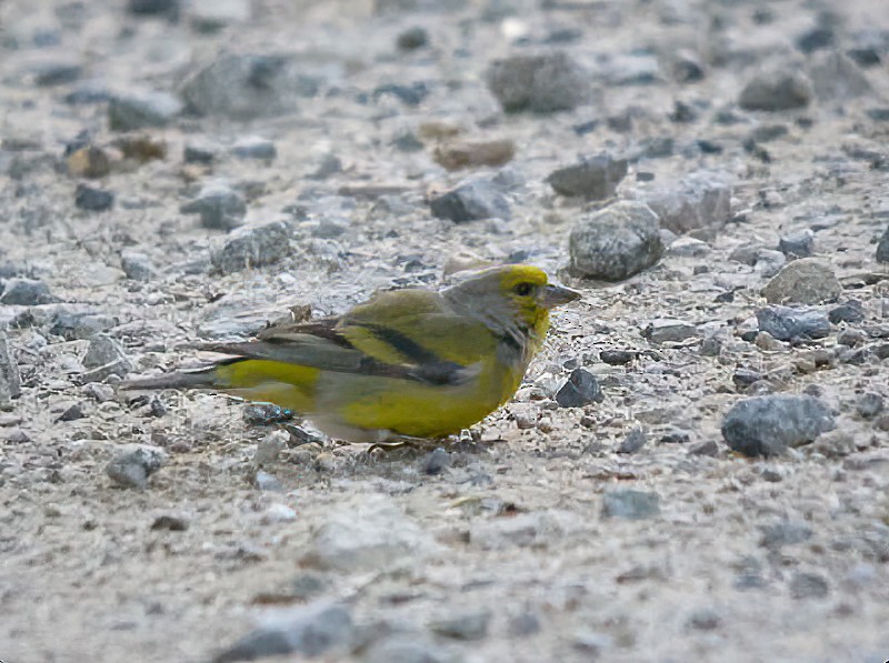 Citril Finch - ML614822044