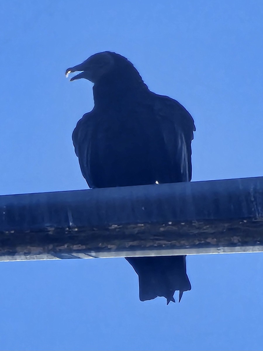 Black Vulture - ML614822092