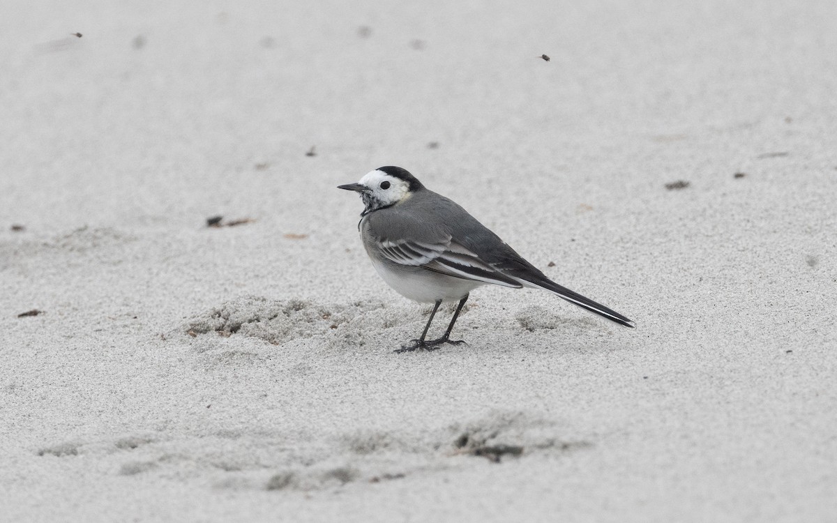 White Wagtail (British) - ML614822134