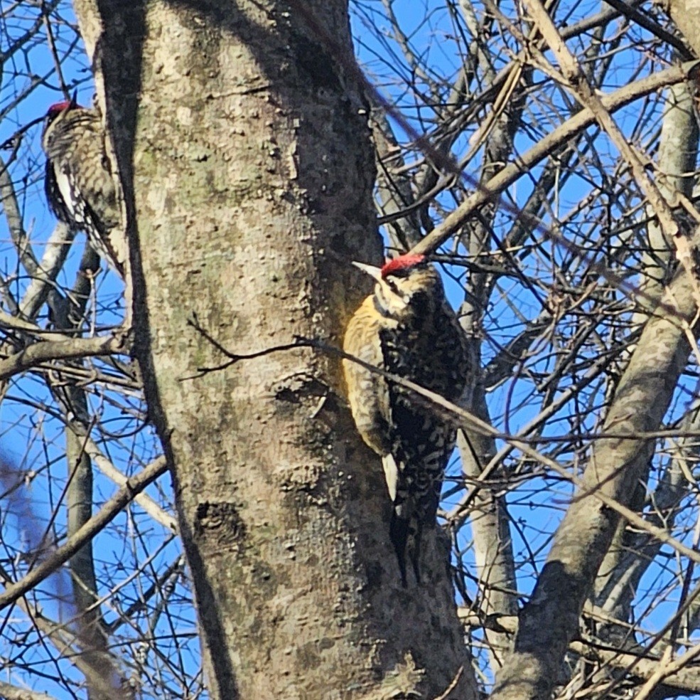 Yellow-bellied Sapsucker - ML614822145