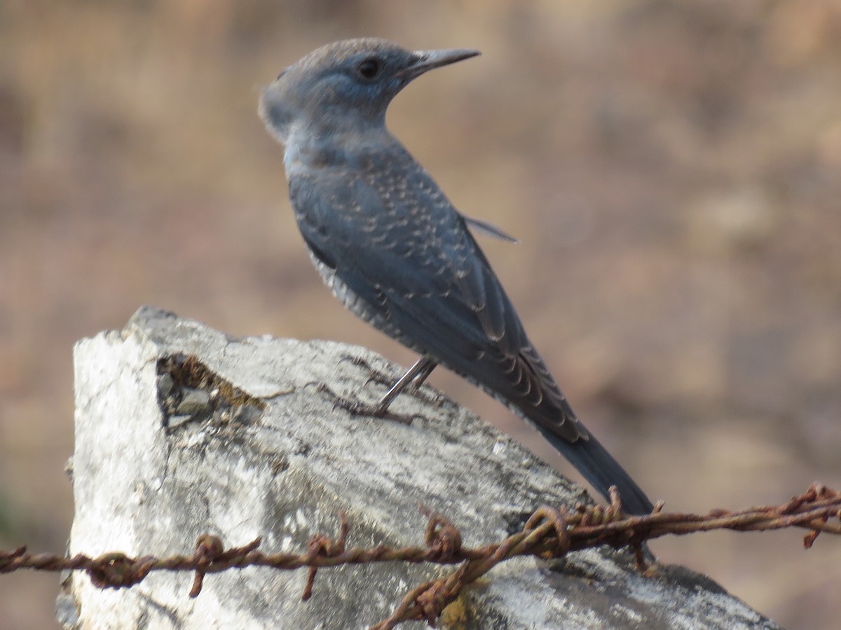 Blue Rock-Thrush - ML614822181