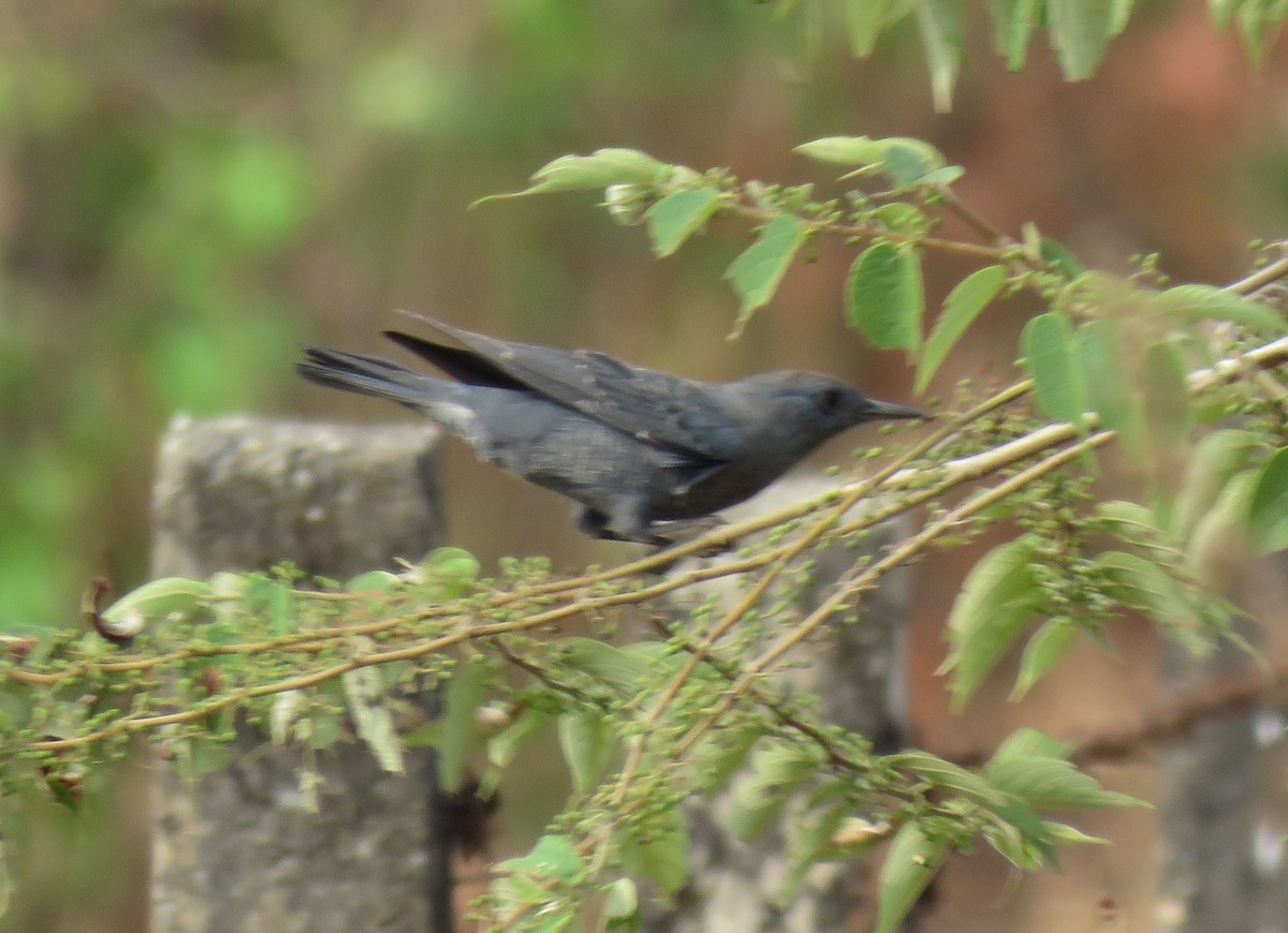 Blue Rock-Thrush - ML614822186