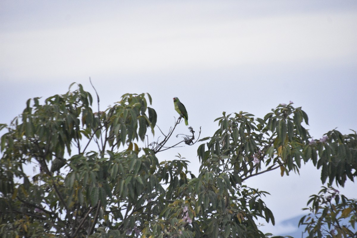 Amazona Frentirroja - ML614822213