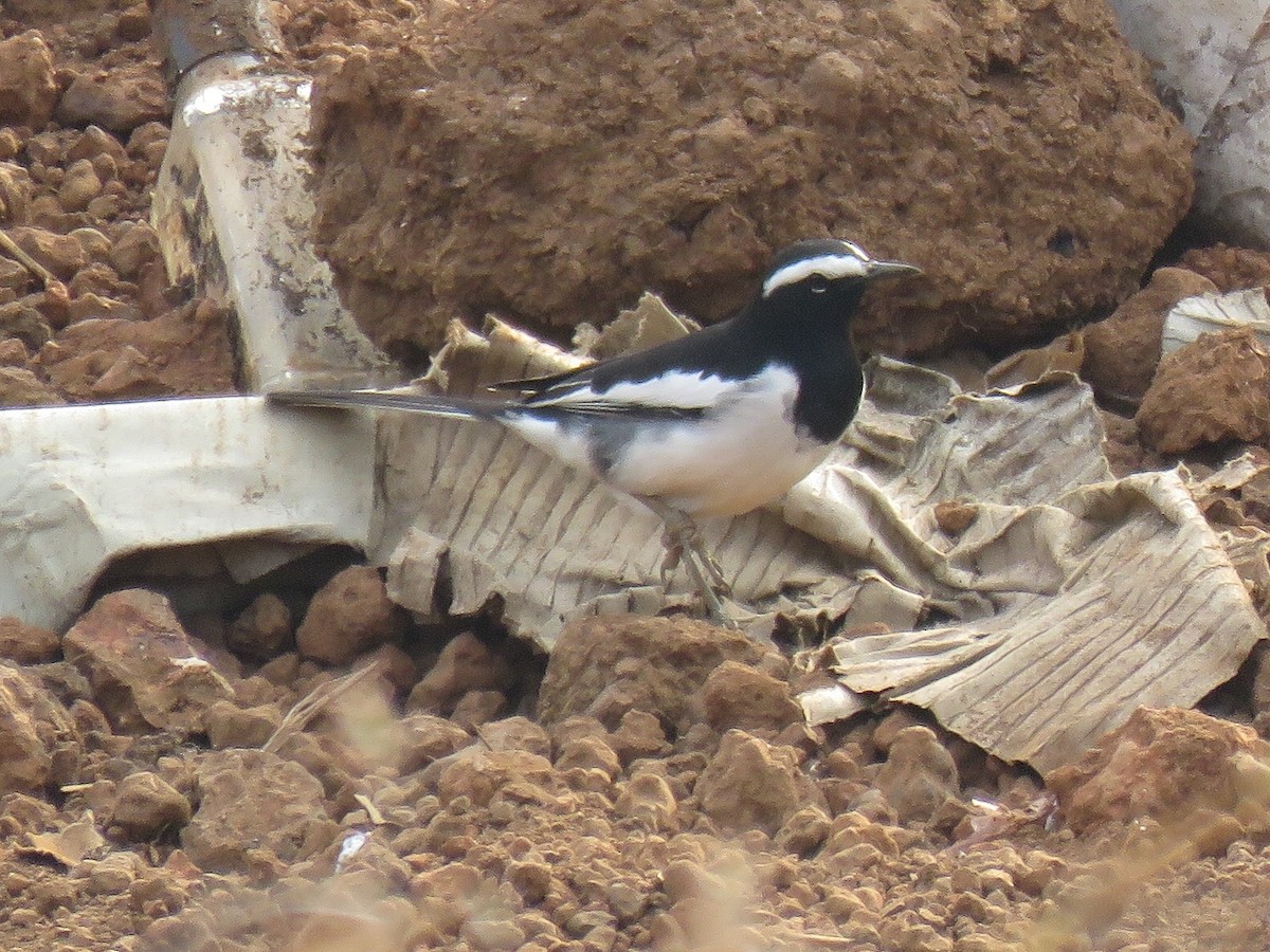 White-browed Wagtail - ML614822226