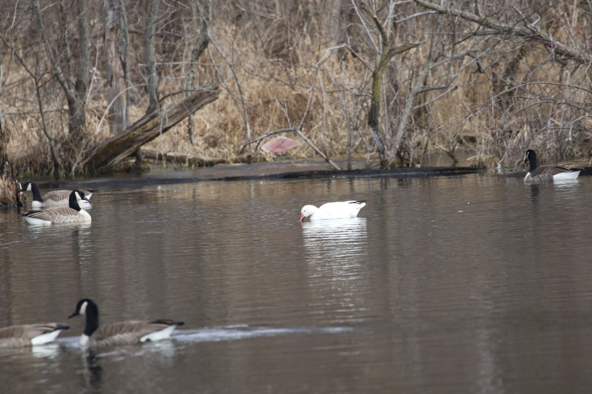 Snow Goose - ML614822249