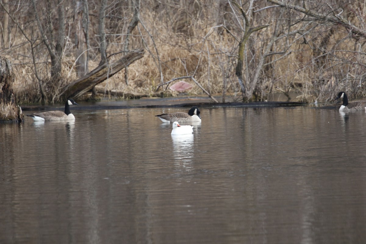 Snow Goose - ML614822251