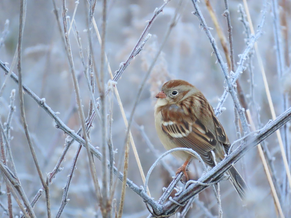 Field Sparrow - ML614822257