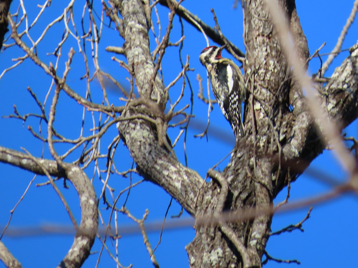 Yellow-bellied Sapsucker - ML614822265