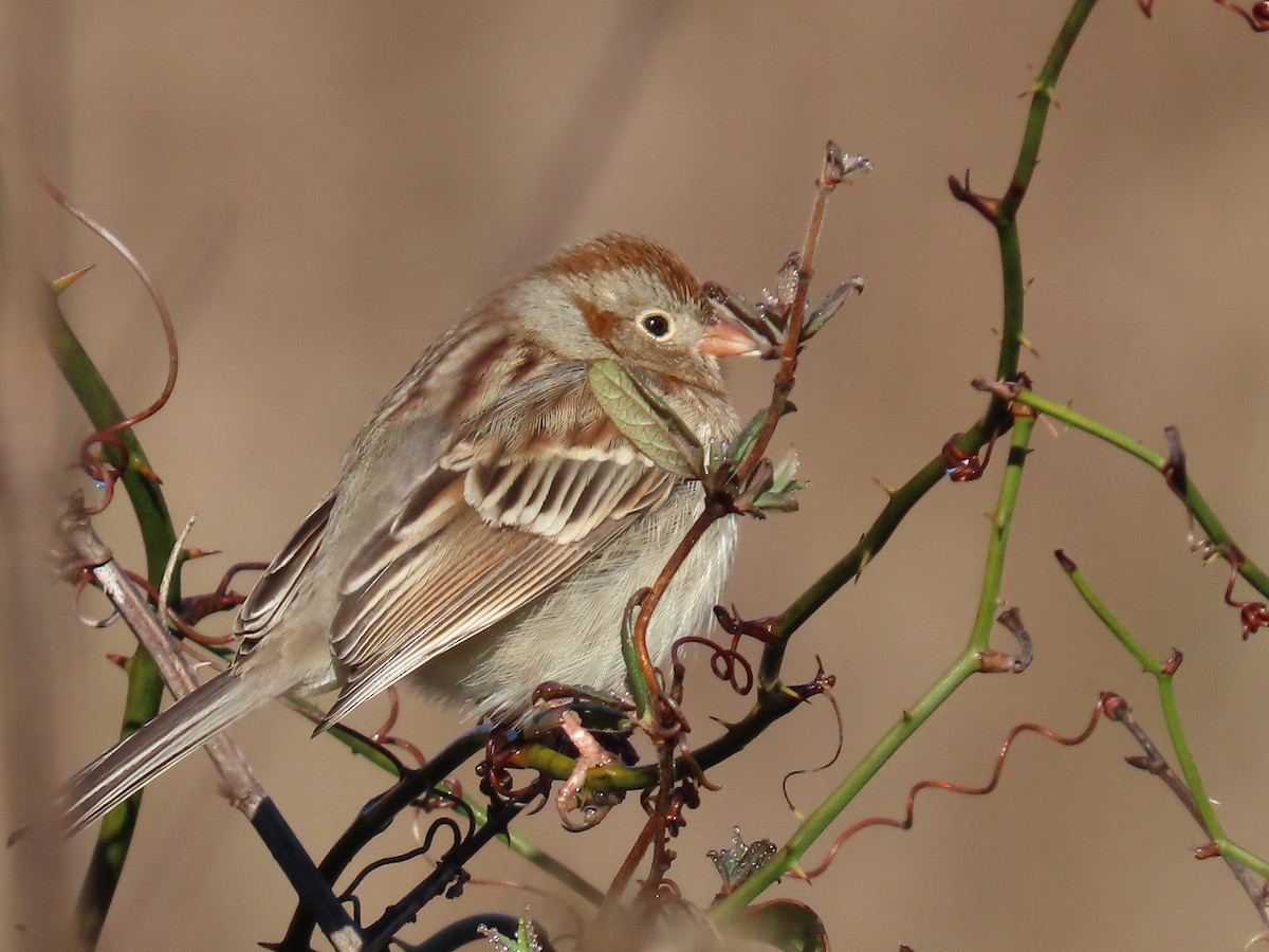 Field Sparrow - ML614822276