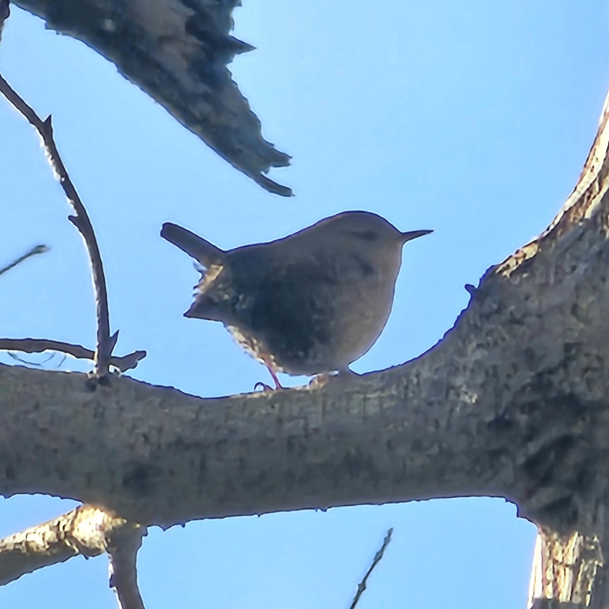 Winter Wren - ML614822279
