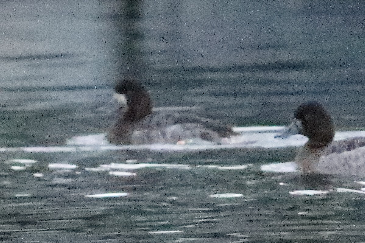 Greater Scaup - ML614822301