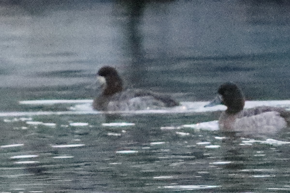 Greater Scaup - ML614822302