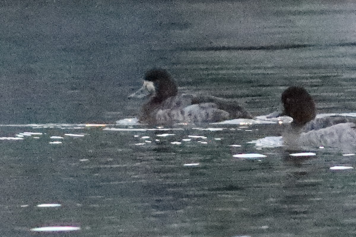 Greater Scaup - ML614822303