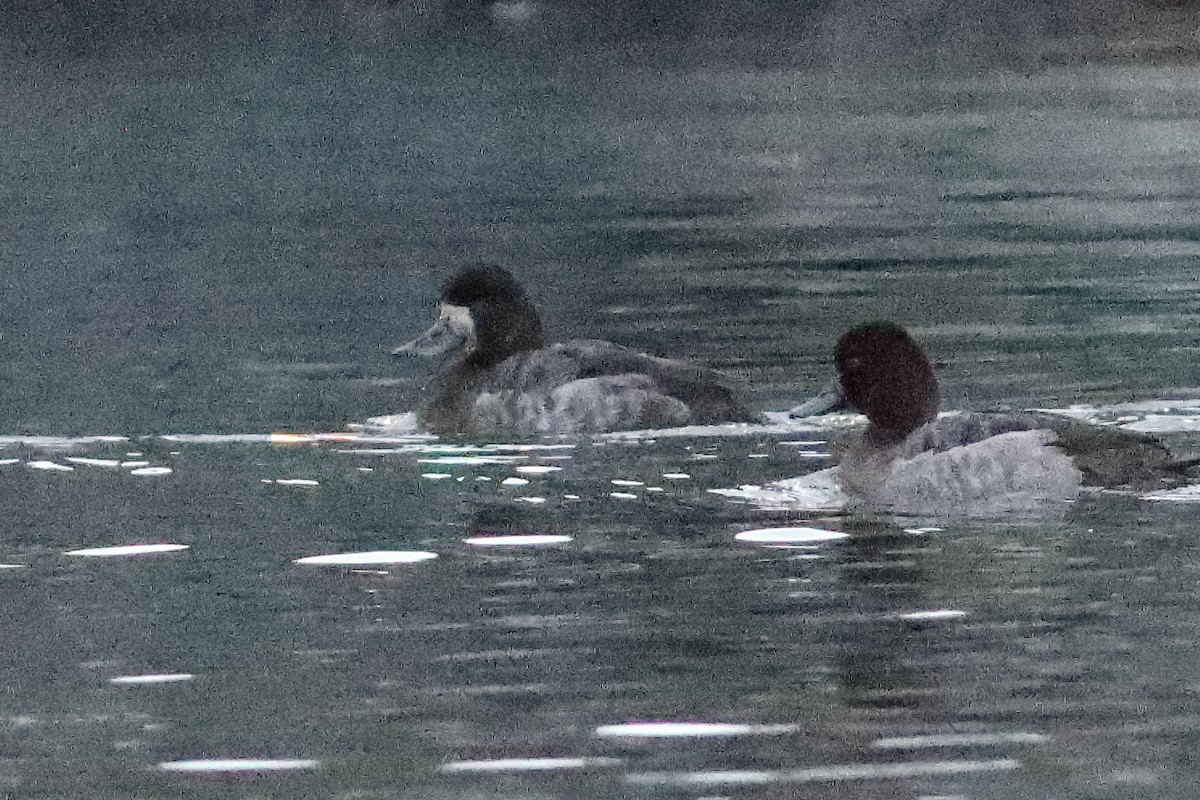 Greater Scaup - ML614822304