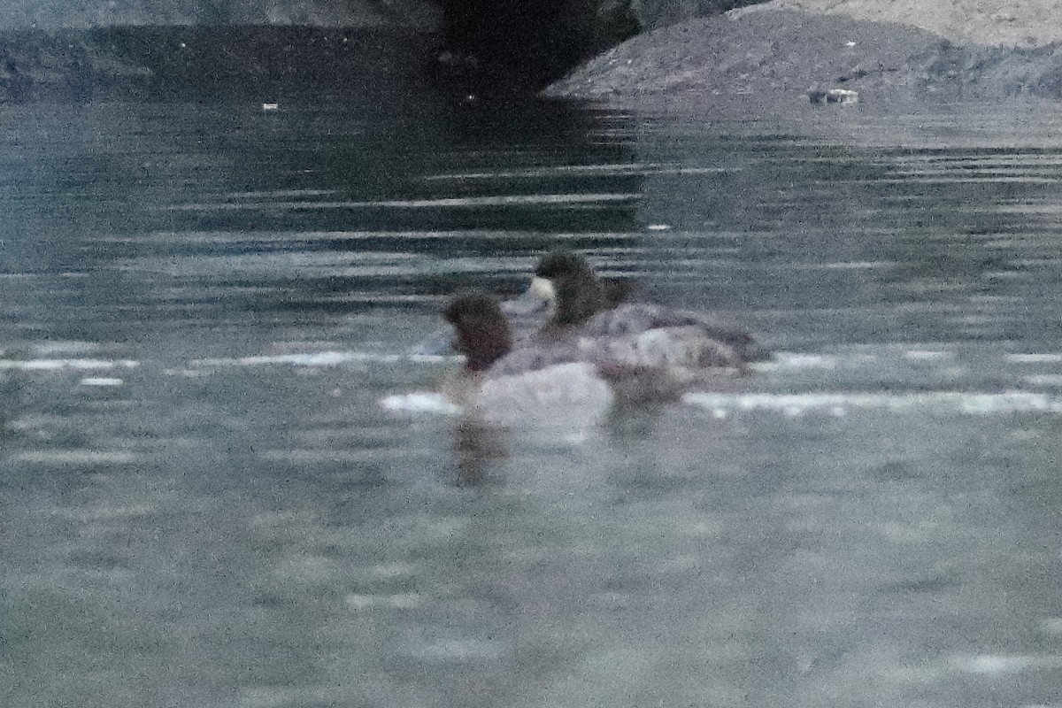 Greater Scaup - ML614822305