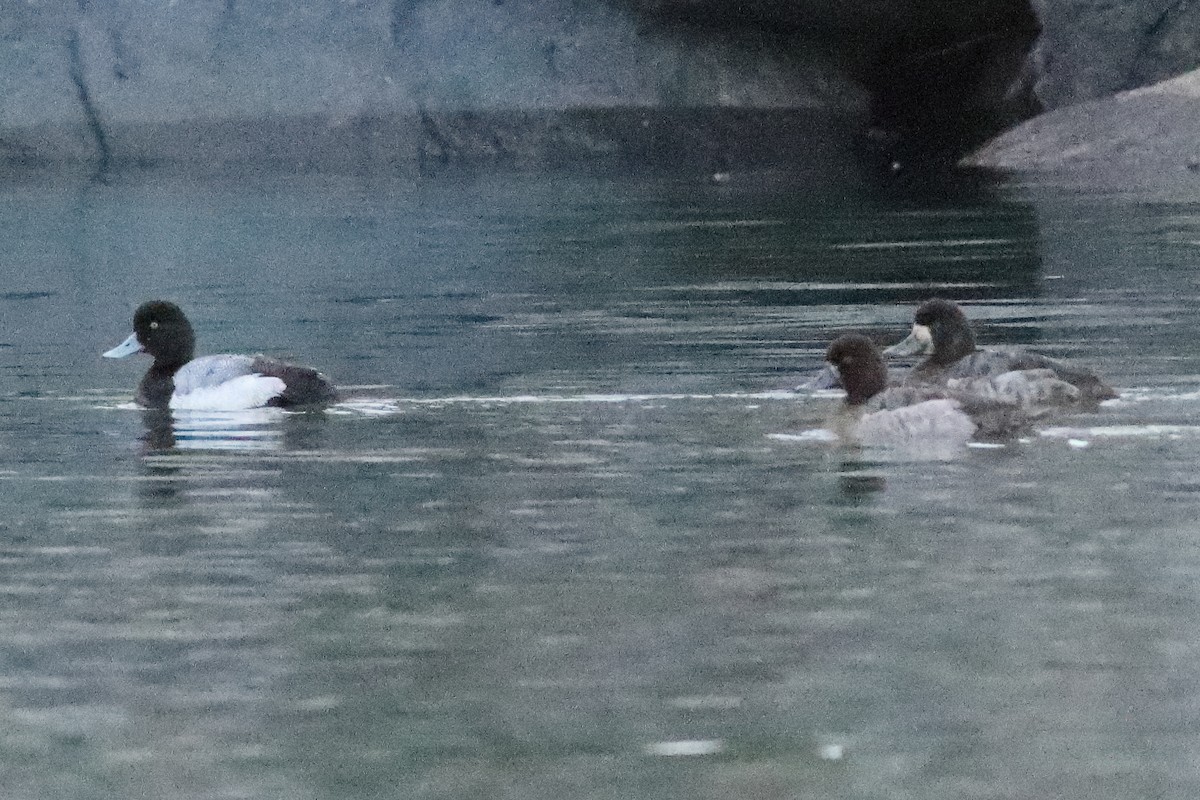 Greater Scaup - ML614822306