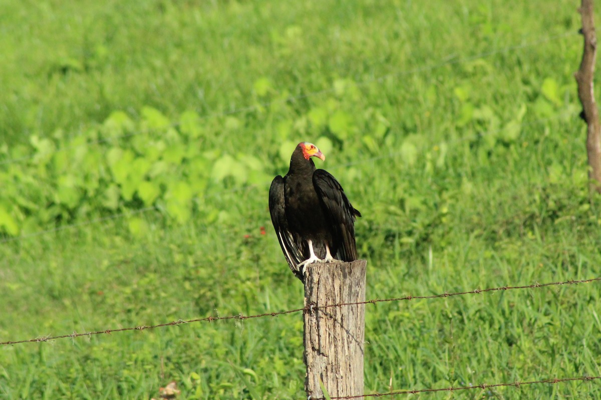 Lesser Yellow-headed Vulture - ML614822564