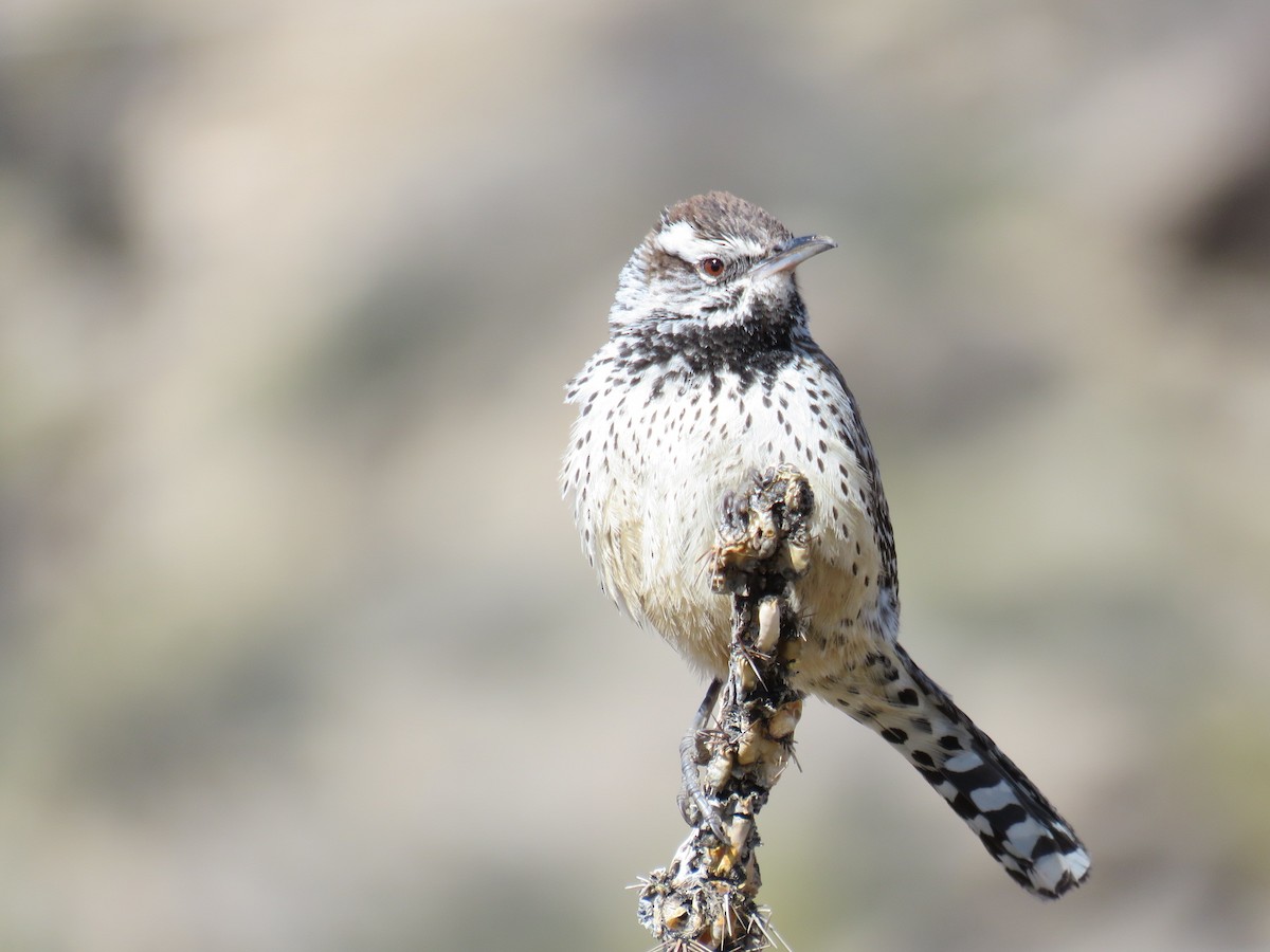 Cactus Wren - ML614822652