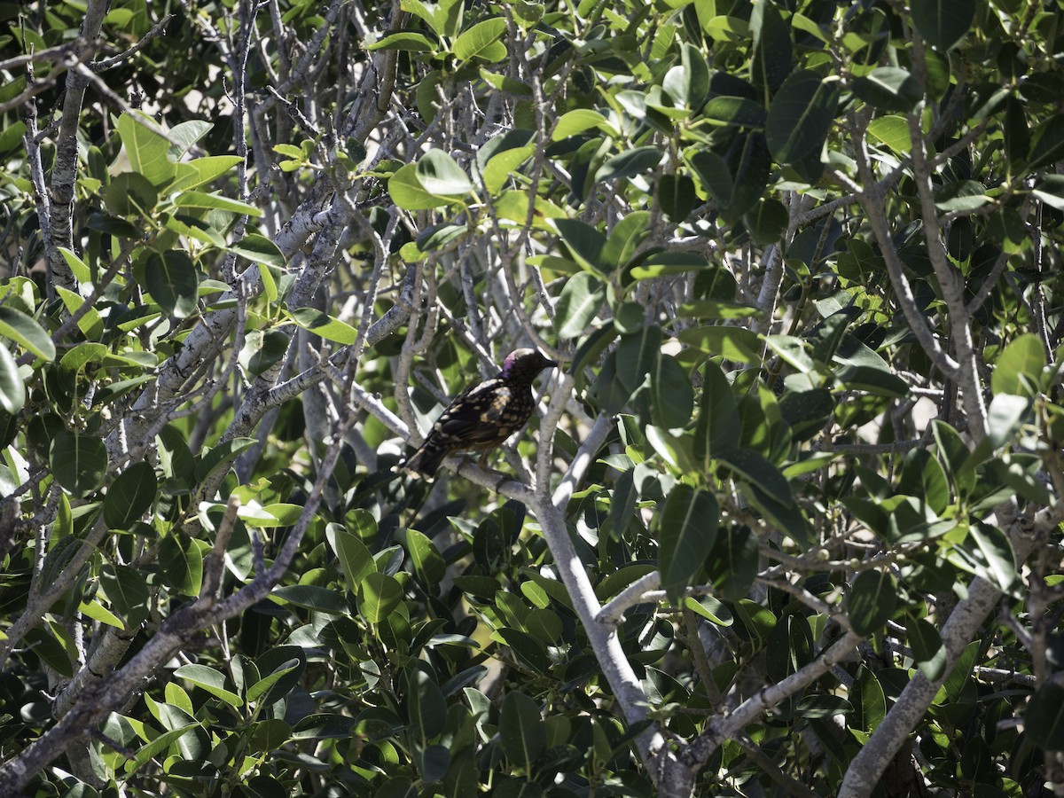 Western Bowerbird - ML614822722