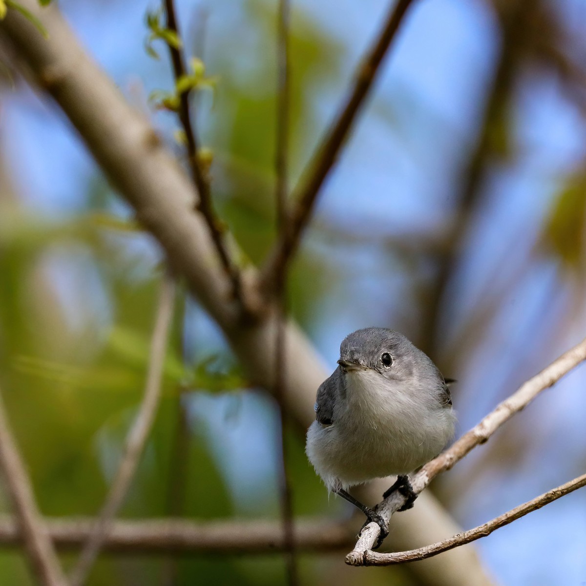 Blue-gray Gnatcatcher - ML614822813