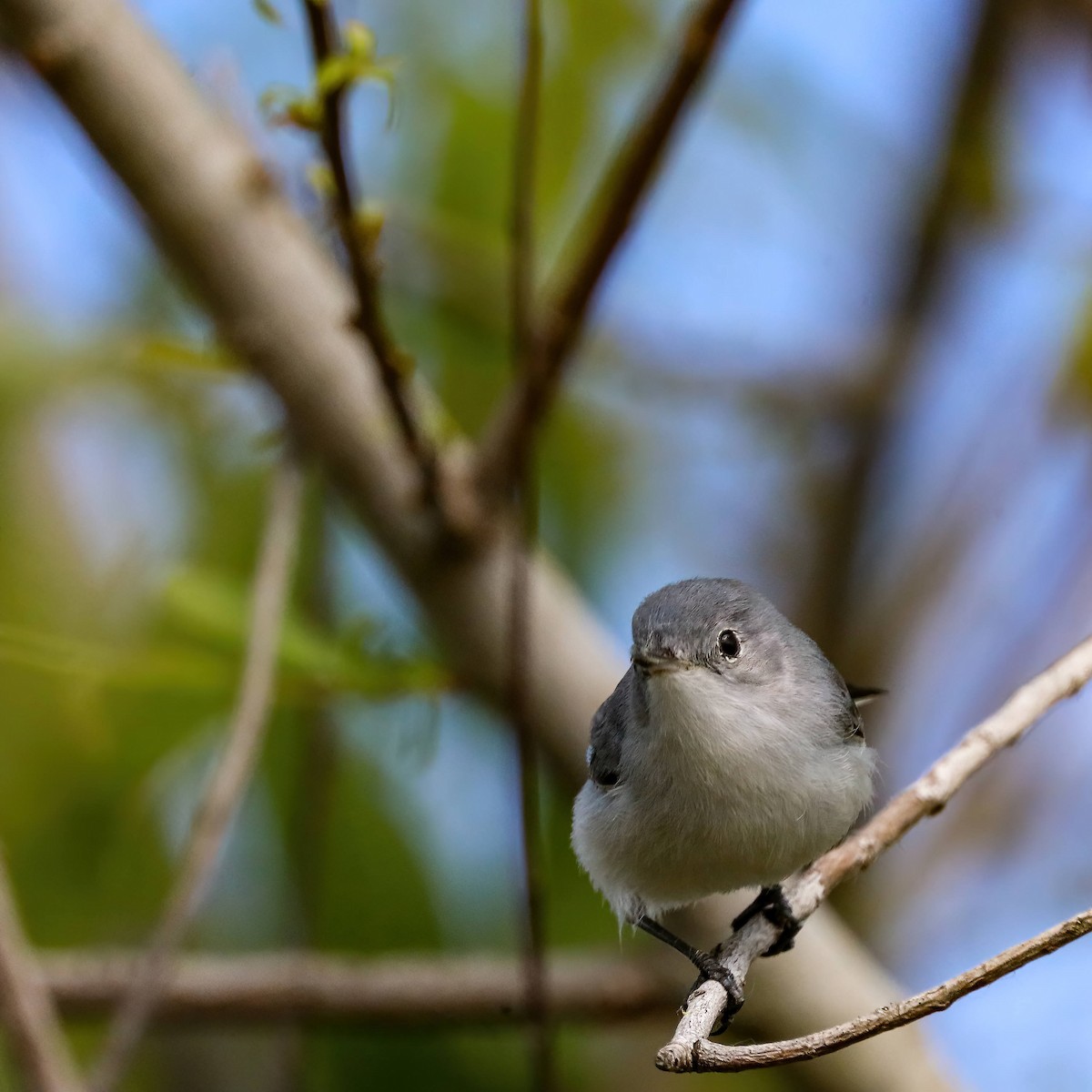 Blue-gray Gnatcatcher - ML614822815