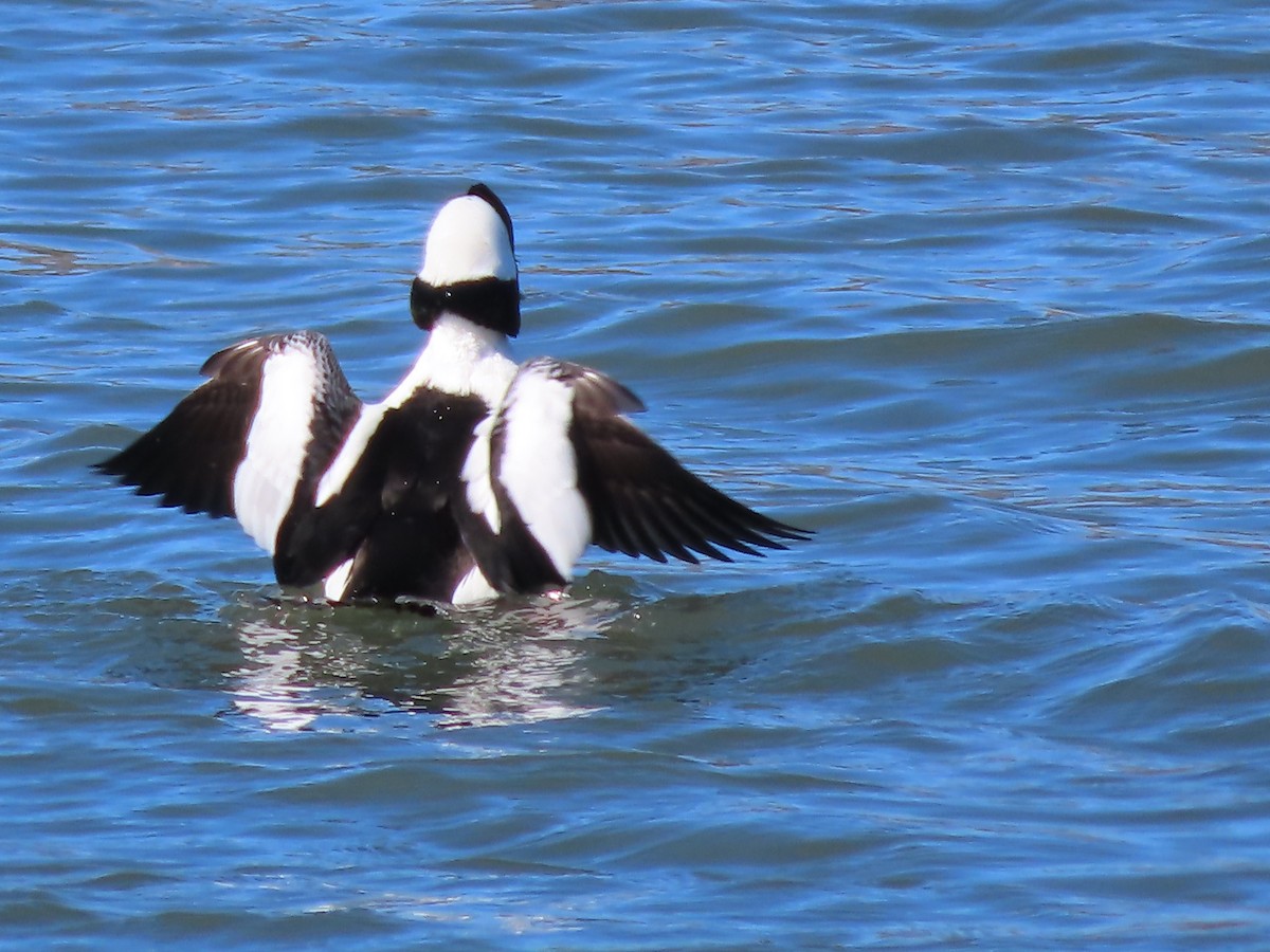 Bufflehead - ML614822837