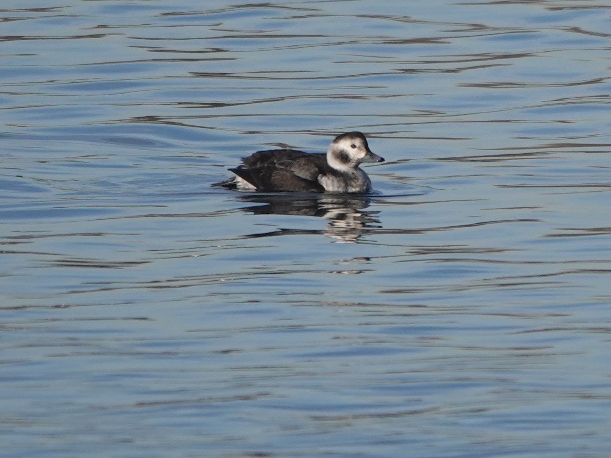 Long-tailed Duck - ML614822914