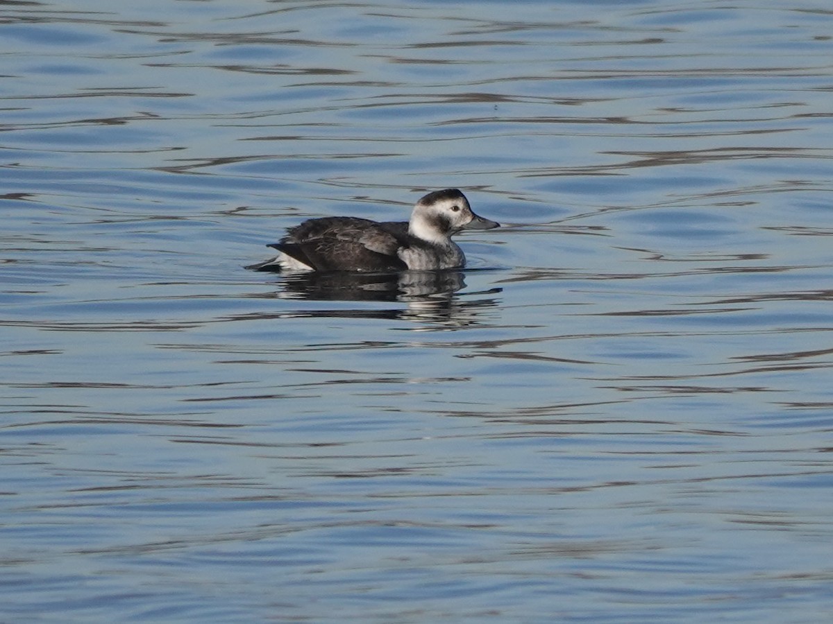 Long-tailed Duck - ML614822915
