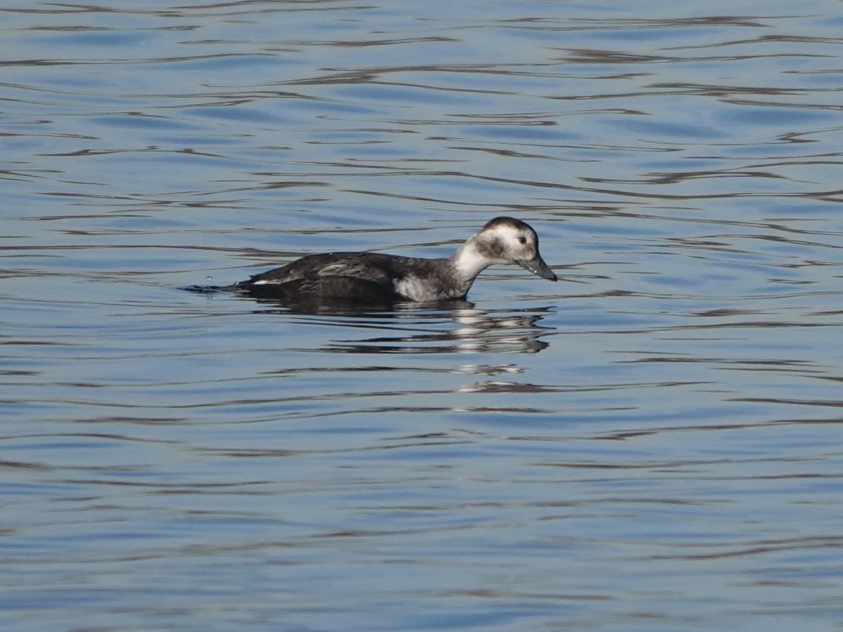 Long-tailed Duck - ML614822916
