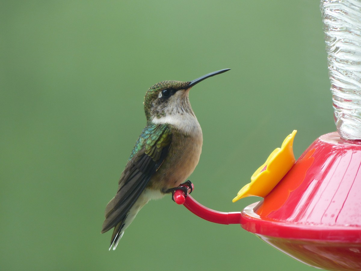 Ruby-throated Hummingbird - Sue Deschene