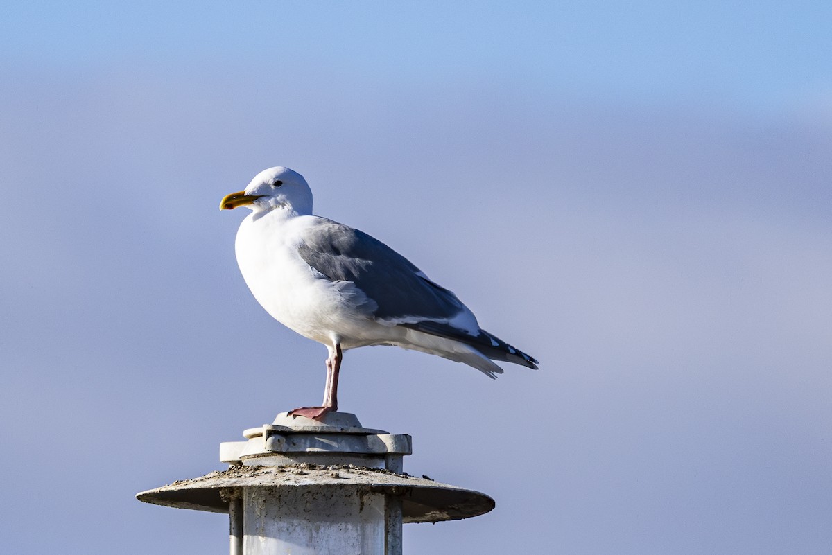 Goéland d'Audubon ou G. à ailes grises - ML614822963