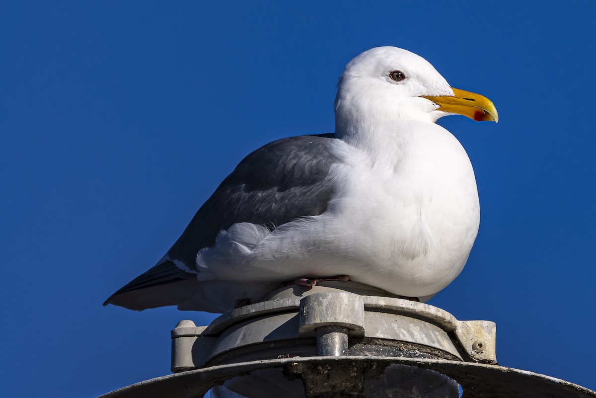 Western/Glaucous-winged Gull - ML614822964