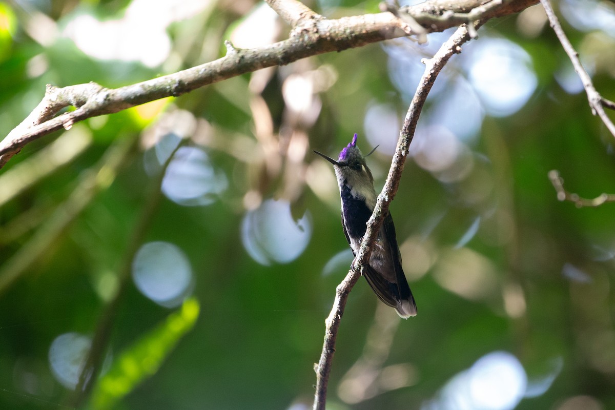 kolibřík paraguayský - ML614823011