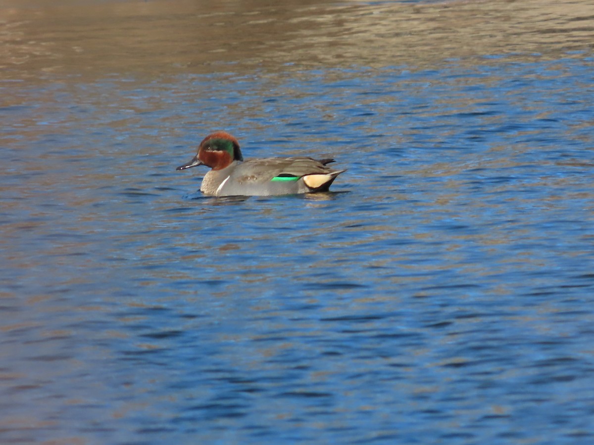 Green-winged Teal - ML614823013
