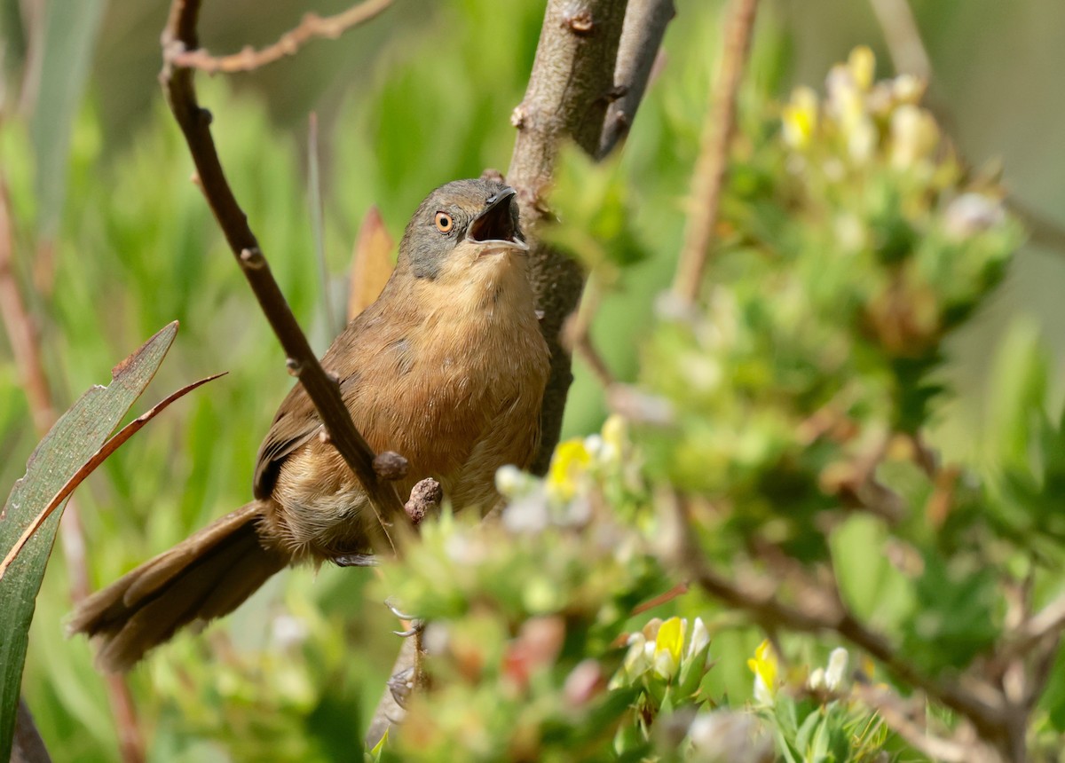 Victorin's Warbler - ML614823027