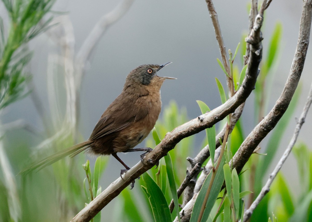 Victorin's Warbler - Garret Skead