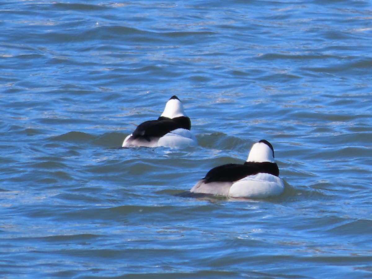 Bufflehead - Michael  Zunno