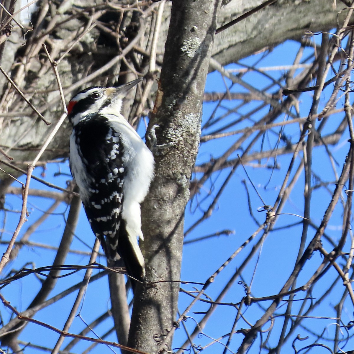 Hairy Woodpecker (Eastern) - ML614823038